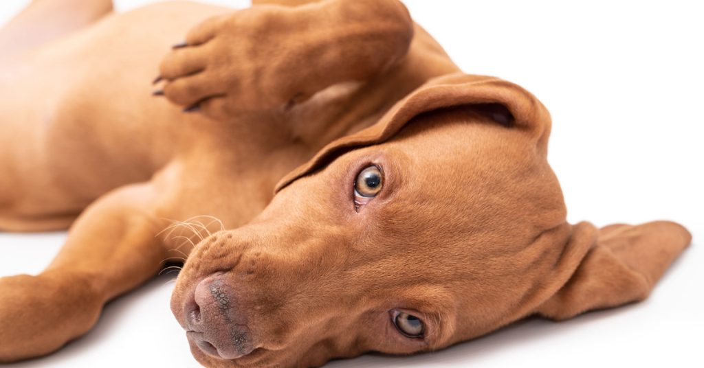 Condena en Zipaquirá por maltrato animal