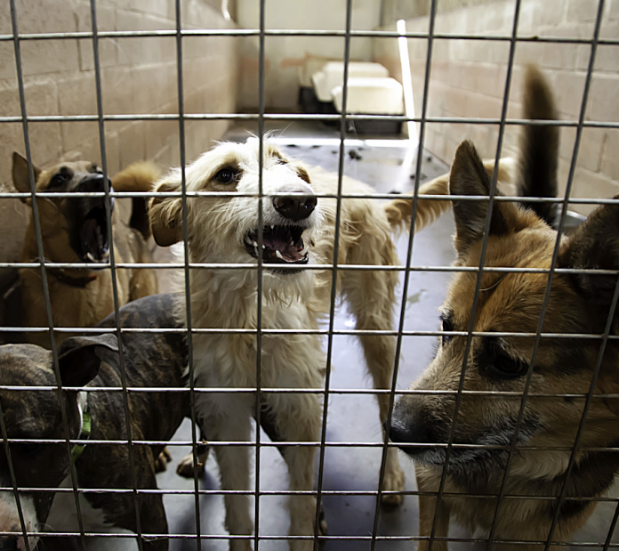 Aprobada ley que endurece sanciones contra el maltrato animal