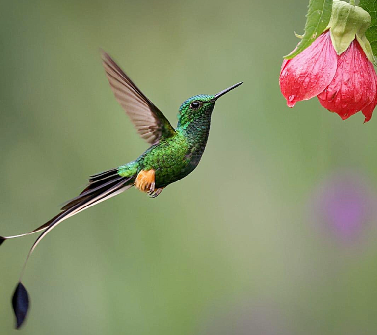 El avistamiento de aves es otra experiencia en Cundinamarca
