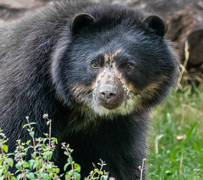 El Oso Andino lidera iniciativa internacional de la CAR Cundinamarca