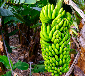 Cárcel para empresarios bananeros por financiar el paramilitarismo en Urabá