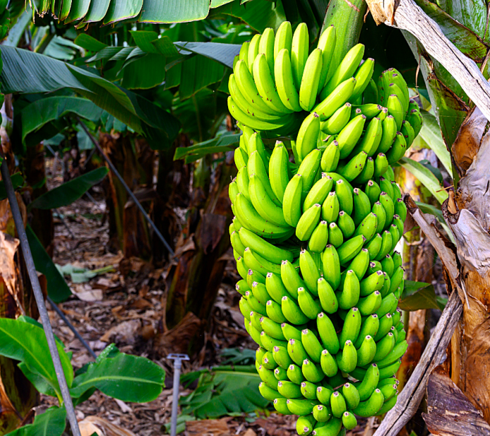 Cárcel para empresarios bananeros por financiar el paramilitarismo en Urabá