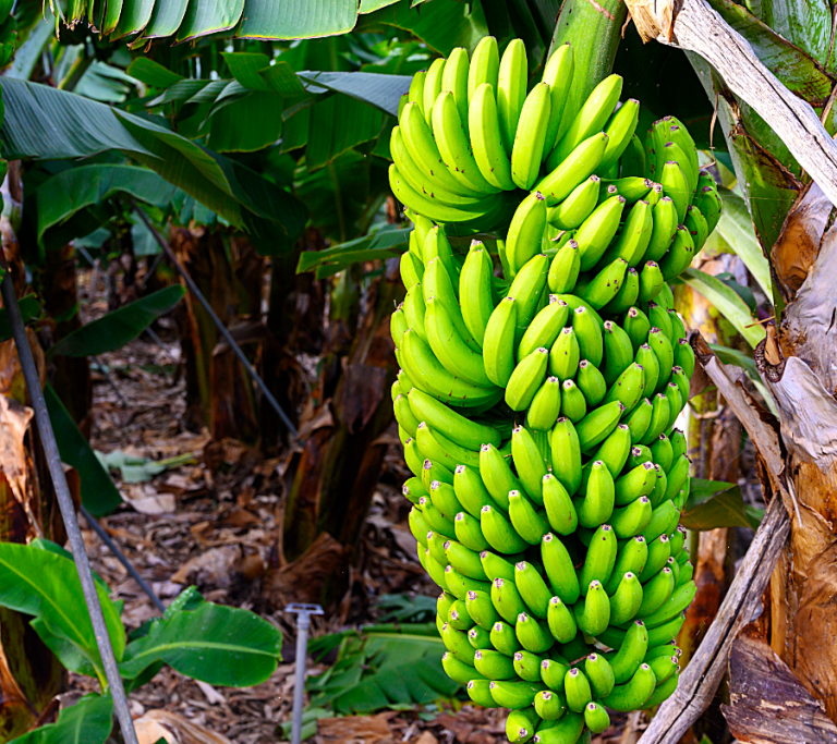 Cárcel para empresarios bananeros por financiar el paramilitarismo en Urabá