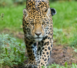 Confirman presencia de un nuevo ejemplar de jaguar en Cundinamarca