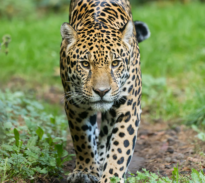 Confirman presencia de un nuevo ejemplar de jaguar en Cundinamarca