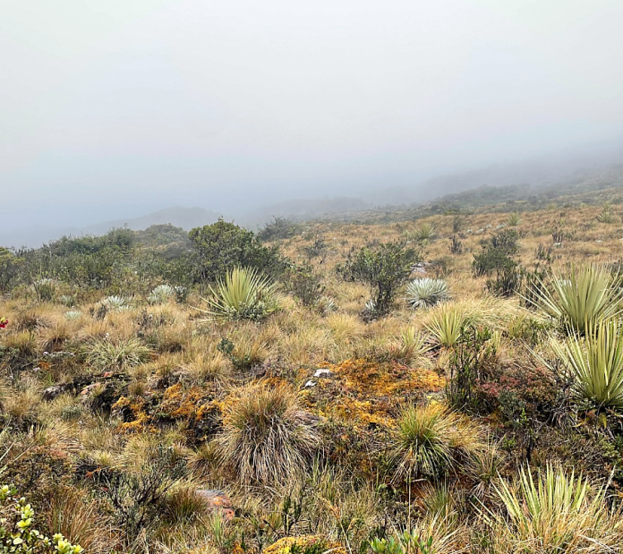 CAR recupero propiedad de predio ambiental estratégico en Bogotá CAR recupero propiedad de predio ambiental estratégico en Bogotá