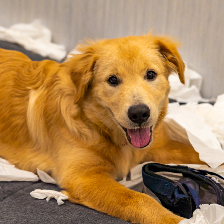 La sorprendente conexión genética entre humanos y Golden Retrievers