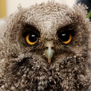 La CAR regresó 43 animales silvestres a sus ecosistemas