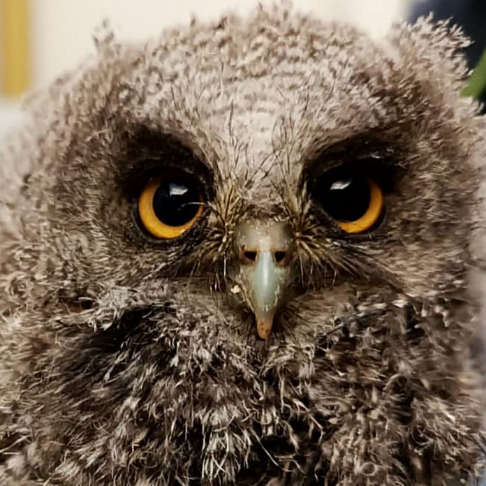 La CAR regresó 43 animales silvestres a sus ecosistemas