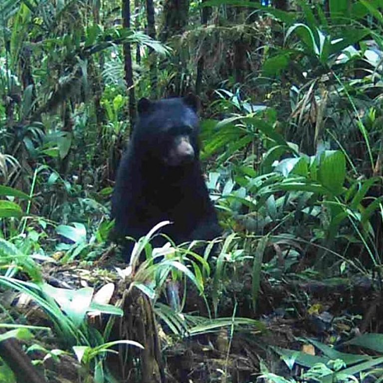Nuevo registro de Oso Andino en Cundinamarca